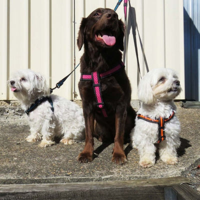Reflective Step-In Dog Harness | Pink