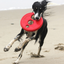 Rogz RFO Dog Frisbee | Peticular