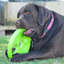 Rogz RFO Dog Frisbee | Peticular