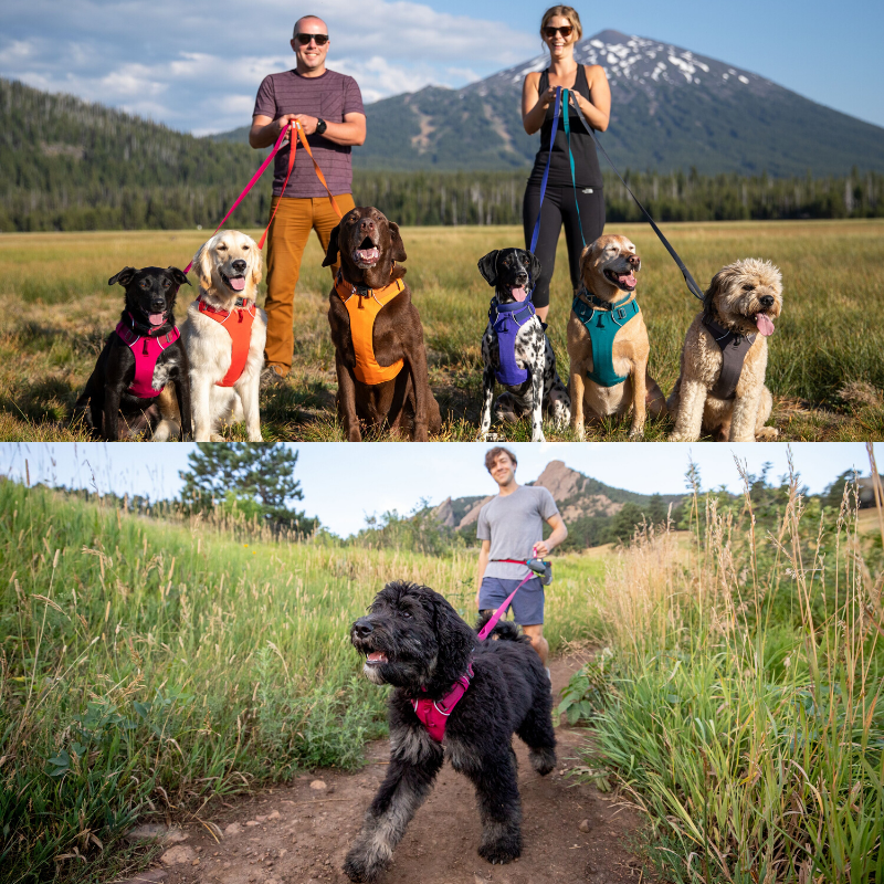 Ruffwear front range harness medium top