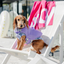 Dog Life Jacket | Seashell Purple