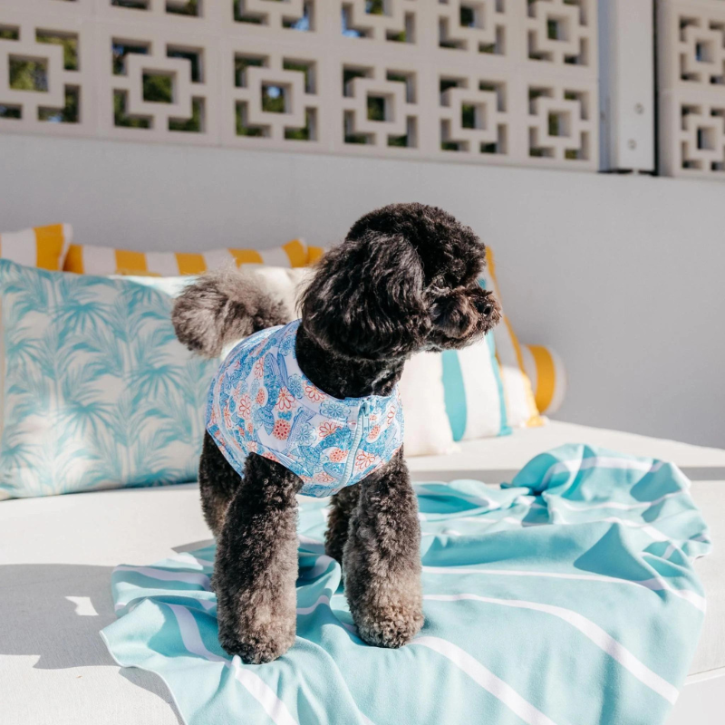 Sandy Snoots | Mandala Whale Dog Rashie | 50+ UV Sun Protection – Peticular
