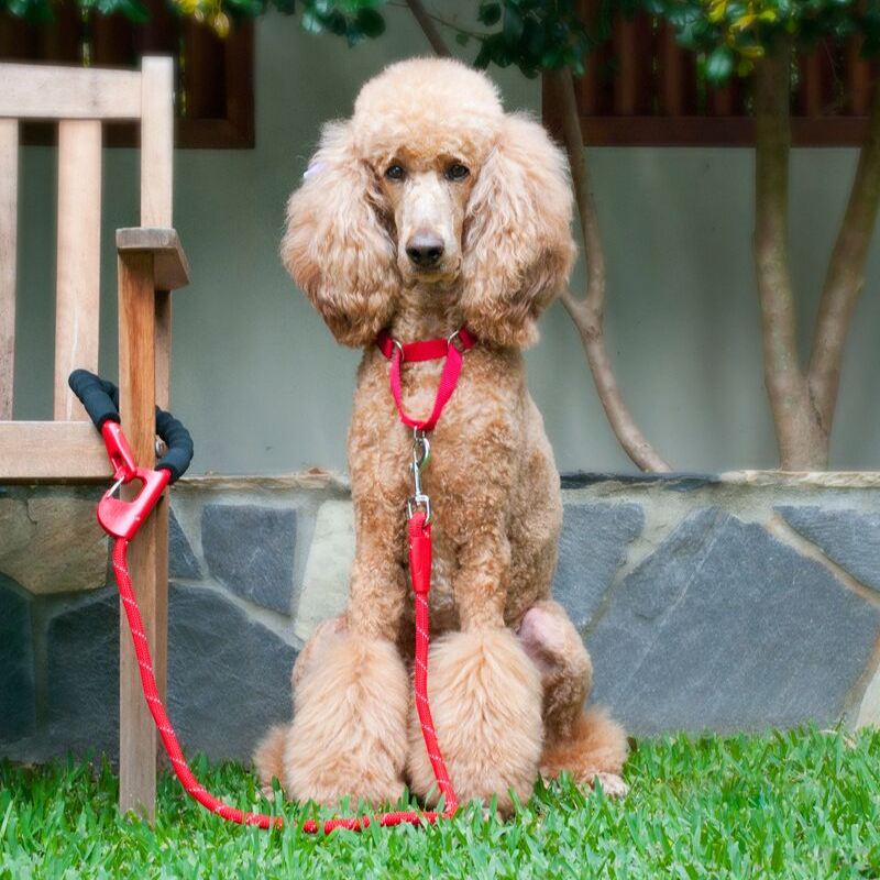 Annabel Trends Snap & Stay Dog Lead | Peticular