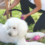 Annabel Trends Snap & Stay Dog Lead | Peticular