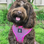 Soapy Moose Dog Harness | Hot Pink Watermelon | Peticular