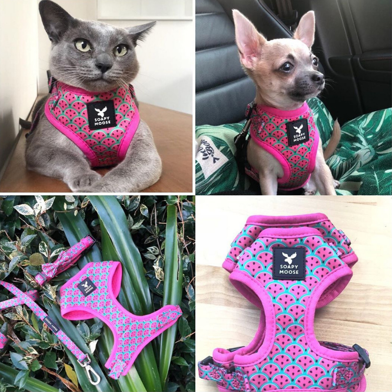 Soapy Moose Dog Harness | Hot Pink Watermelon | Peticular