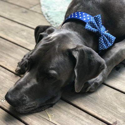 Soapy Moose Blue & White Polka Dots Collar | Peticular
