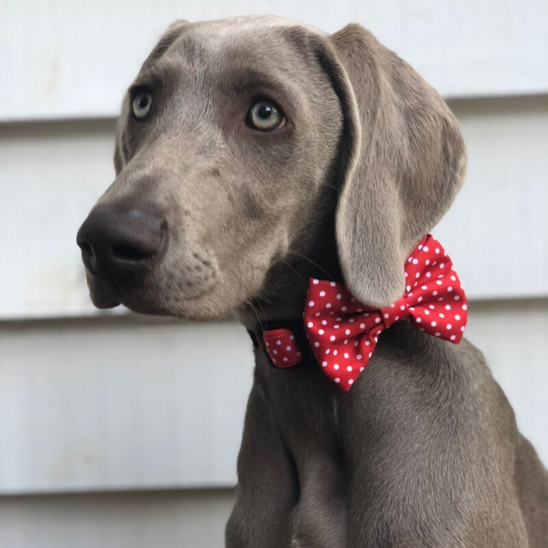 Soapy Moose Red & White Polka Dots Collar | Peticular