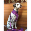 Soapy Moose The Fashionista Collar | Peticular