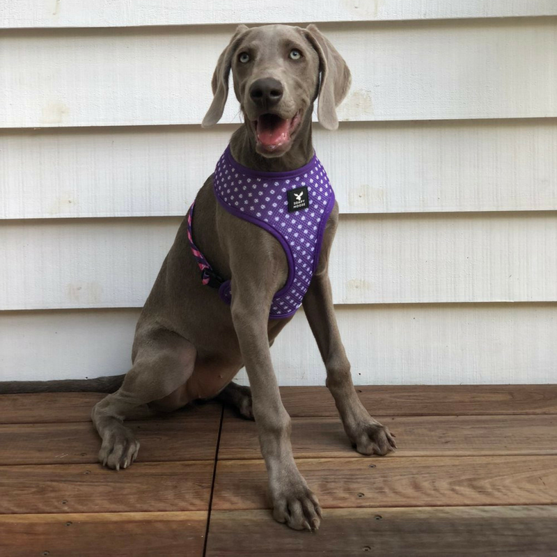 Dog harness reversible top