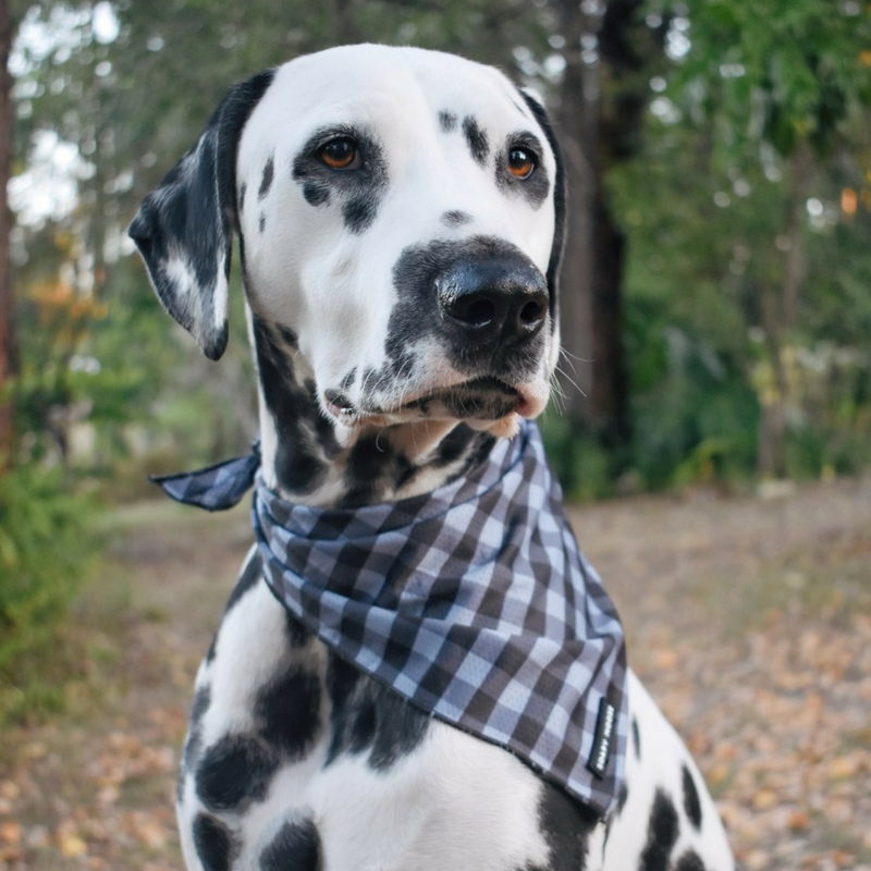 Soapy Moose Tie-Up Bandana | The Manhattan | Peticular