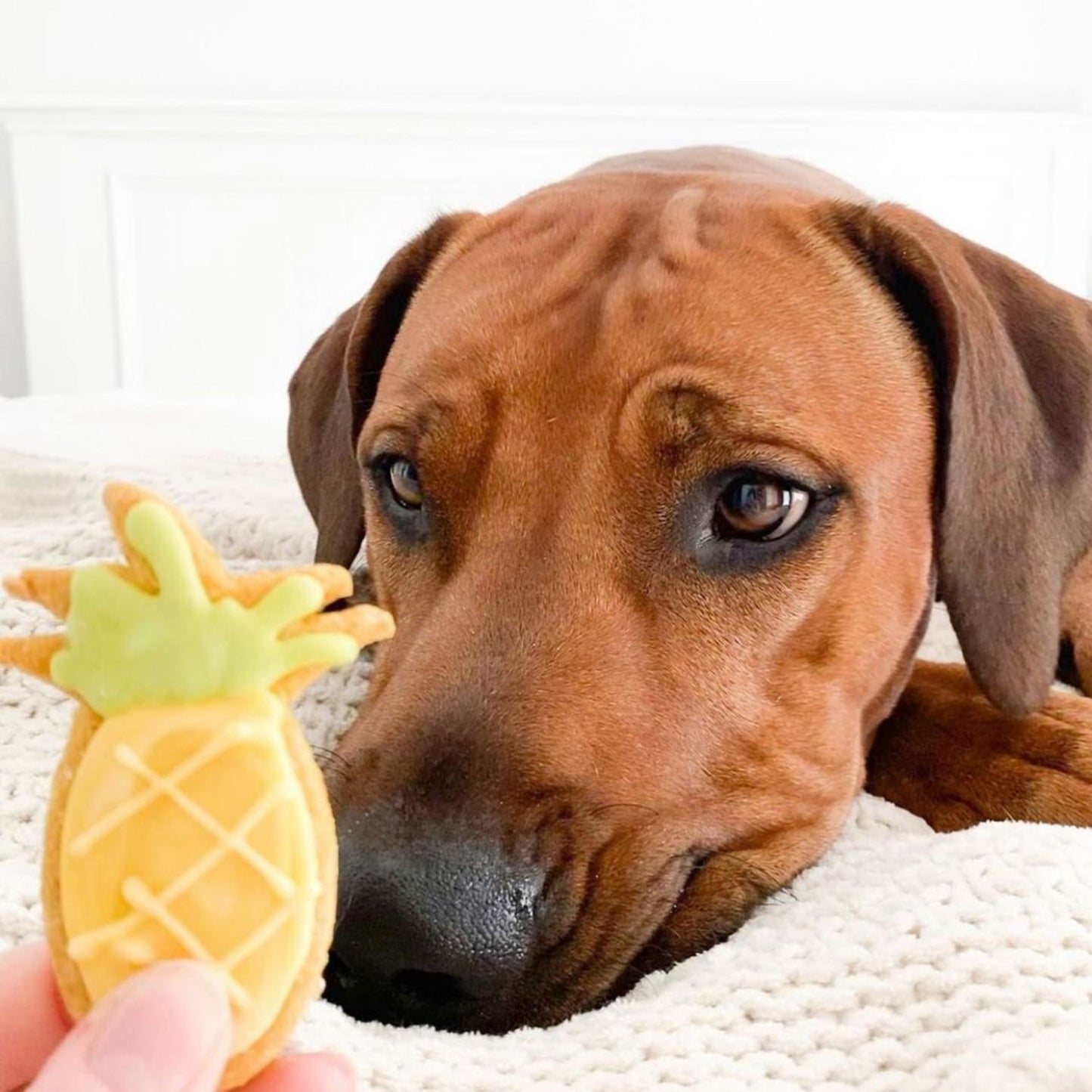 Pineapple Dog Cookie