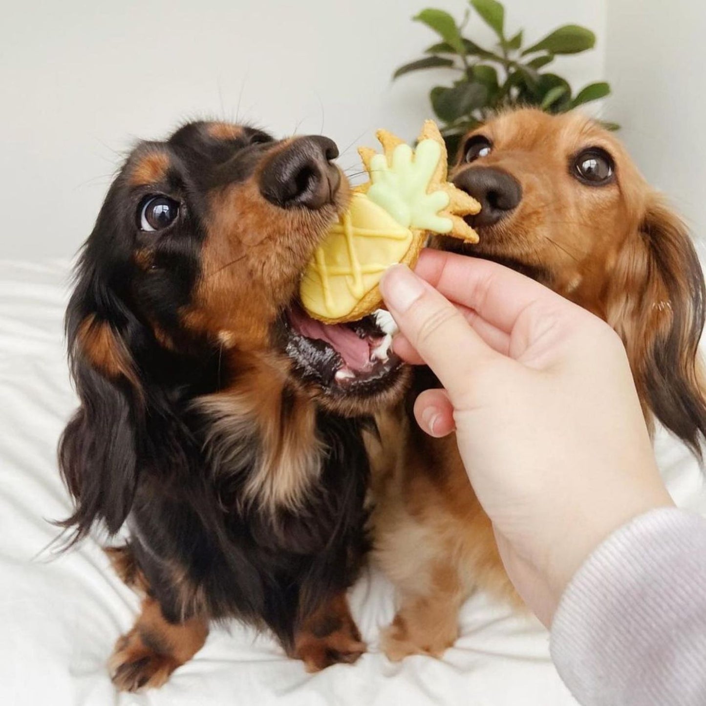 Pineapple Dog Cookie