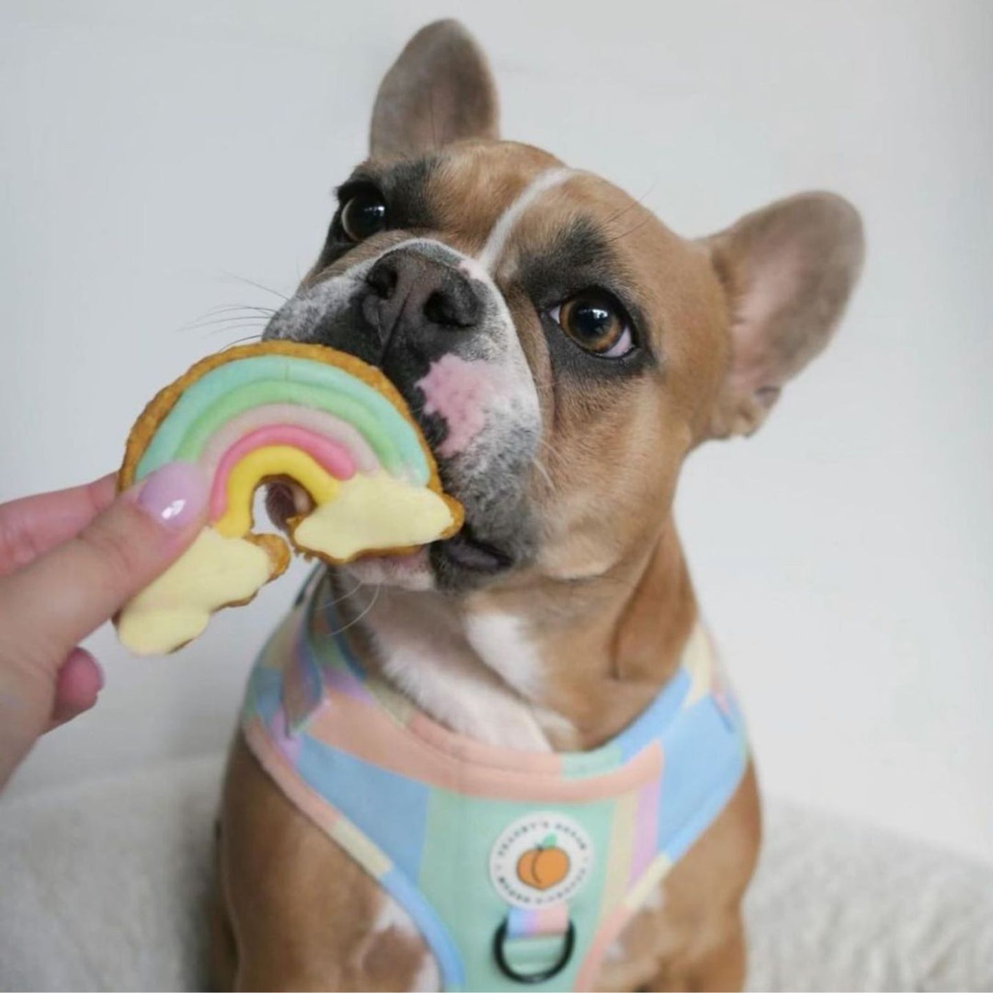 Rainbow Dog Cookie