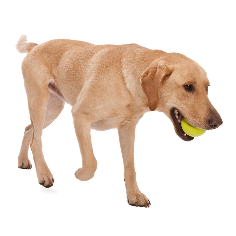 Jive Tough Dog Ball - Peticular