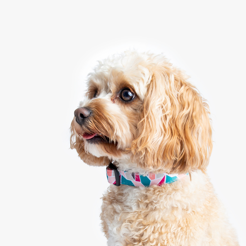 Wildling Pet Co. Acute Dog Collar | Peticular