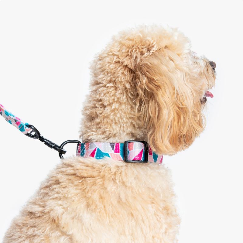 Wildling Pet Co. Acute Dog Collar | Peticular
