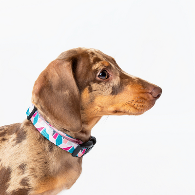 Wildling Pet Co. Acute Dog Collar | Peticular