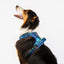 Adventure Dog Harness | Picchu