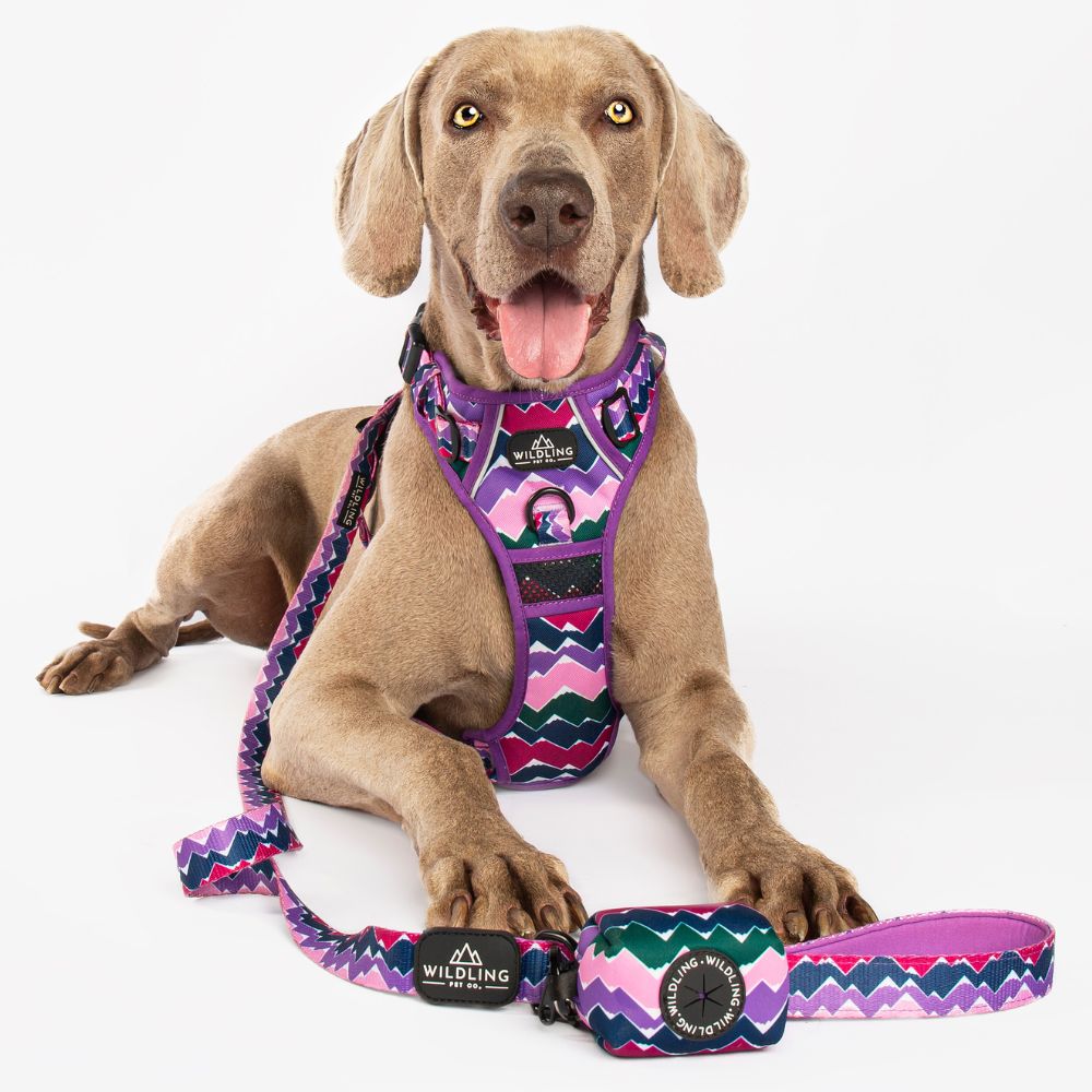 Adventure Dog Harness | Inca