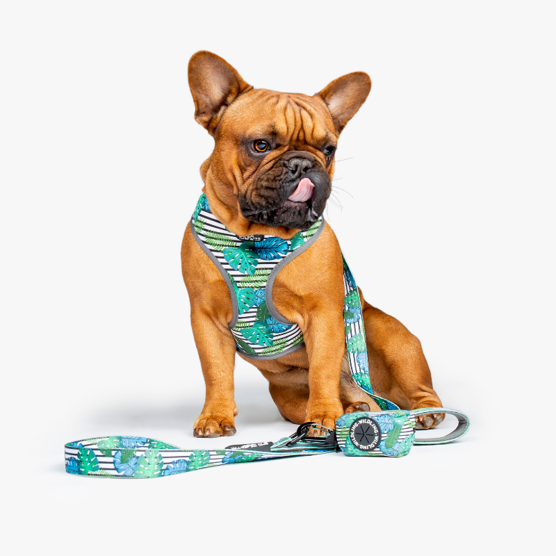 Wildling Pet Co. Aloha Dog Collar | Peticular