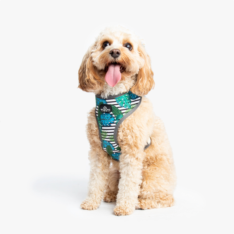 Wildling Pet Co. Aloha Dog Collar | Peticular