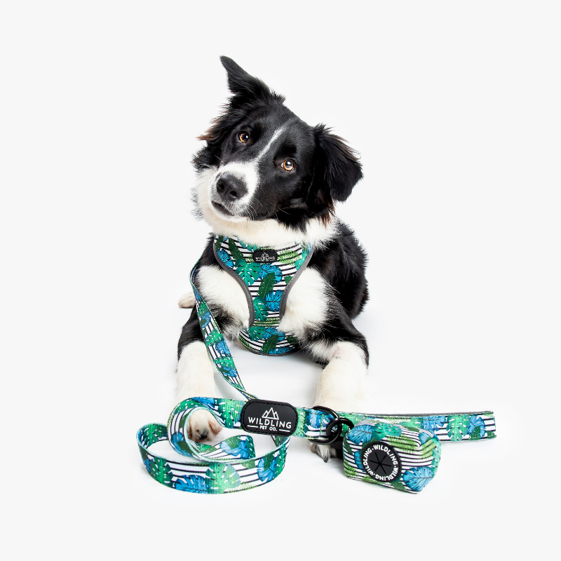Wildling Pet Co. Aloha Dog Leash | Peticular