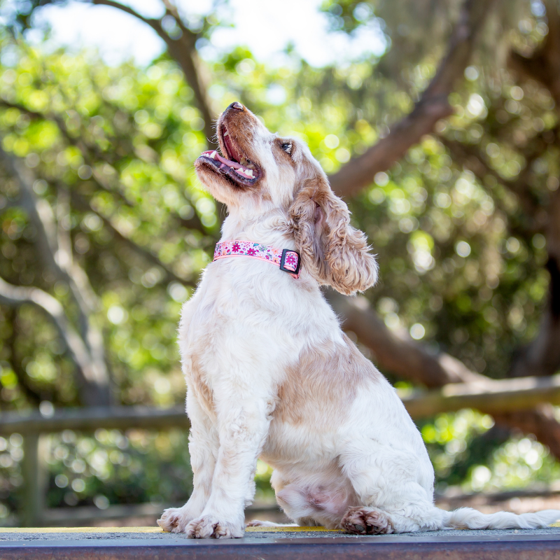 Bloomin Dog Collar