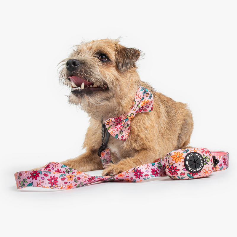 Bloomin Dog Collar