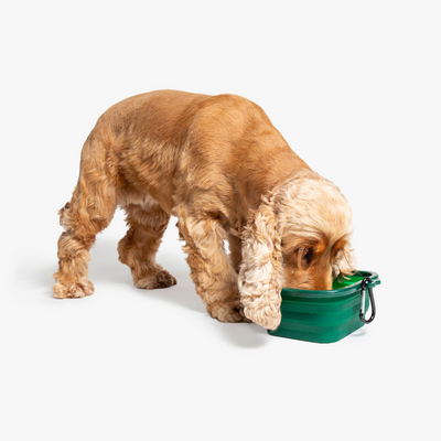 Collapse-a-Bowl | Large