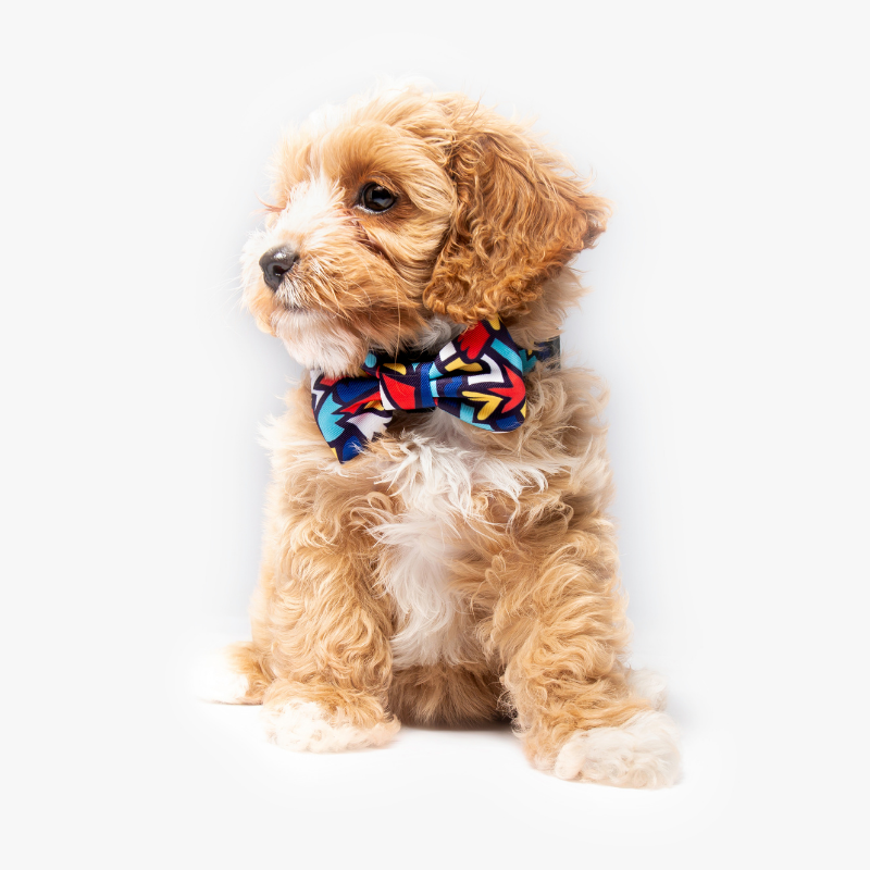 Fiesta Bow Tie