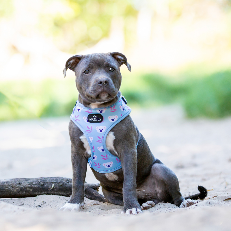 Koala Dog Leash