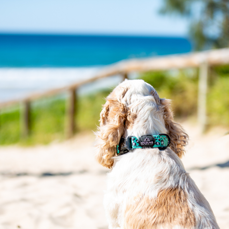 Leap Dog Harness