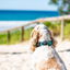 Leap Dog Leash