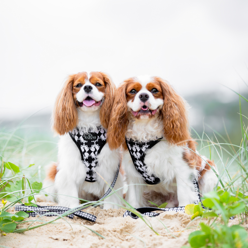 Peacocks Dog Harness