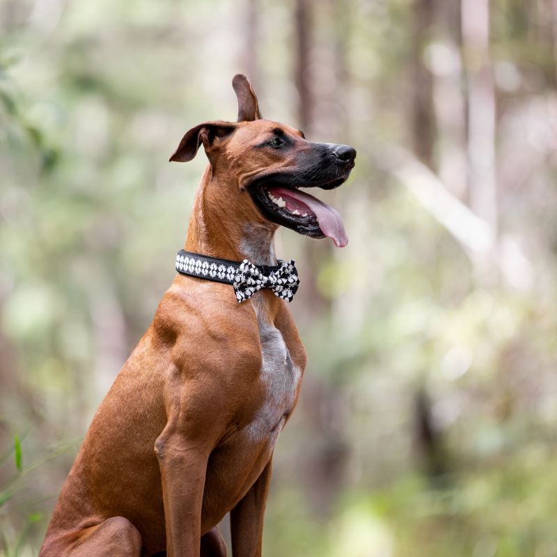 Wildling Pet Co Peacocks Dog Harness Peticular wildling-pet-co-peacocks-dog-harness-peticular