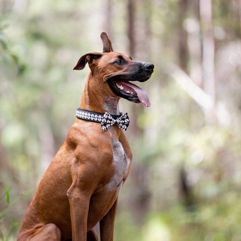 Peacocks Dog Harness