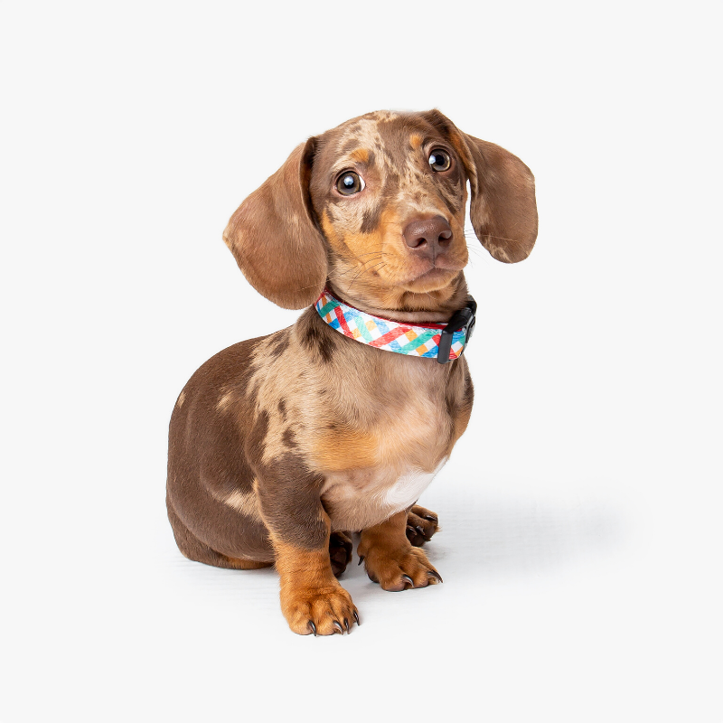 Wildling Pet Co. Picnic Dog Collar | Peticular