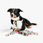 Wildling Pet Co. Picnic Dog Collar | Peticular