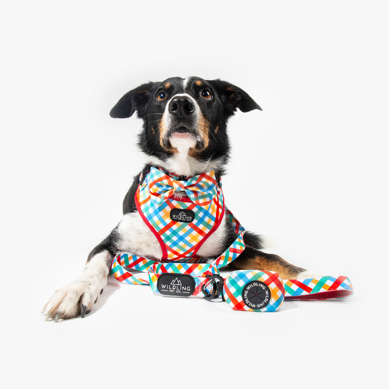 Picnic Dog Leash