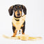 Remix Dog Leash | Honeycomb