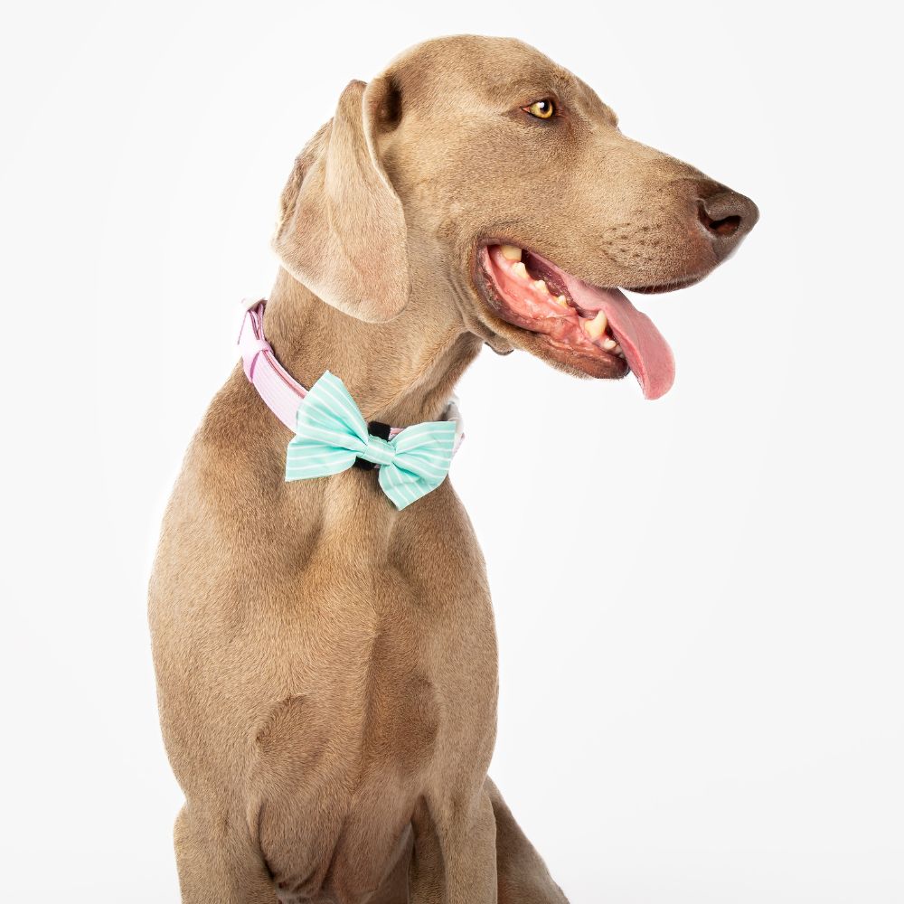 Remix Bow Tie | Minty