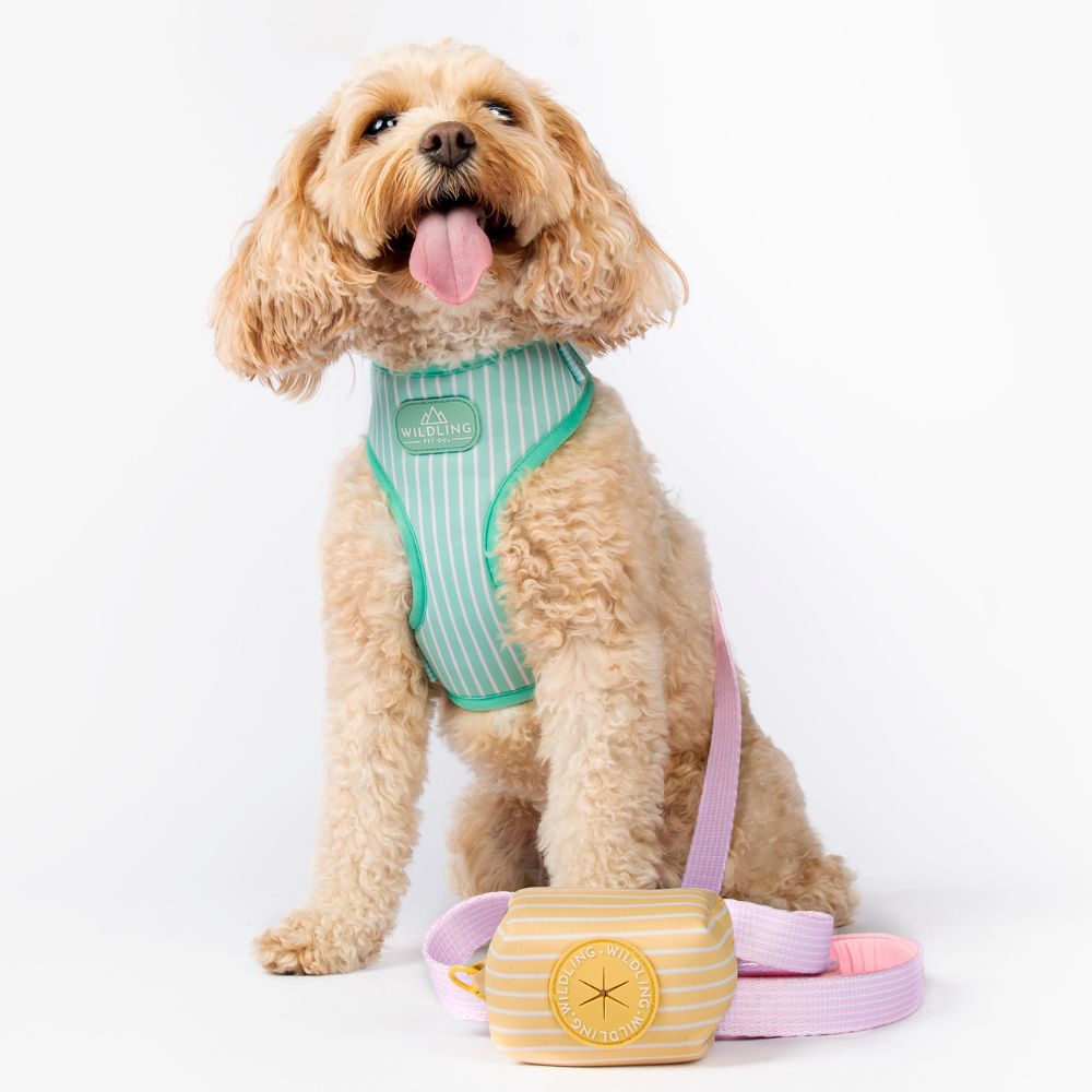 Remix Dog Leash | Floss