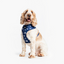 Wildling Pet Co. Tokyo Dog Harness | Peticular