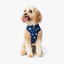 Wildling Pet Co. Tokyo Dog Harness | Peticular