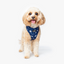 Wildling Pet Co. Tokyo Dog Harness | Peticular