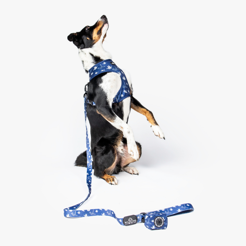 Wildling Pet Co. Tokyo Dog Collar | Peticular