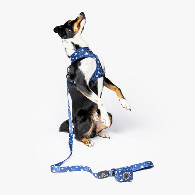 Wildling Pet Co. Tokyo Dog Leash | Peticular