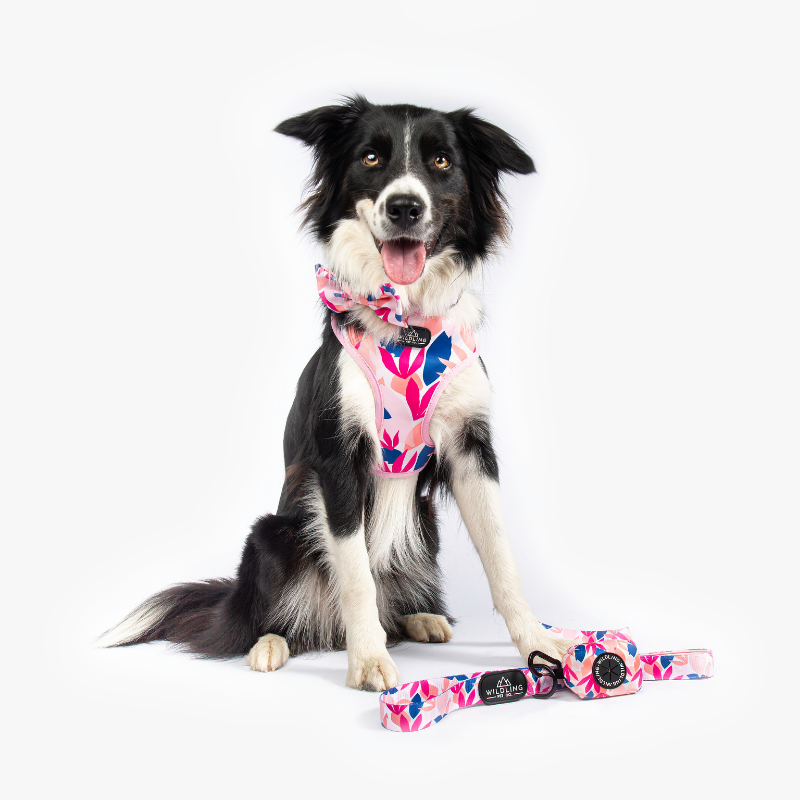 Tropico Dog Harness