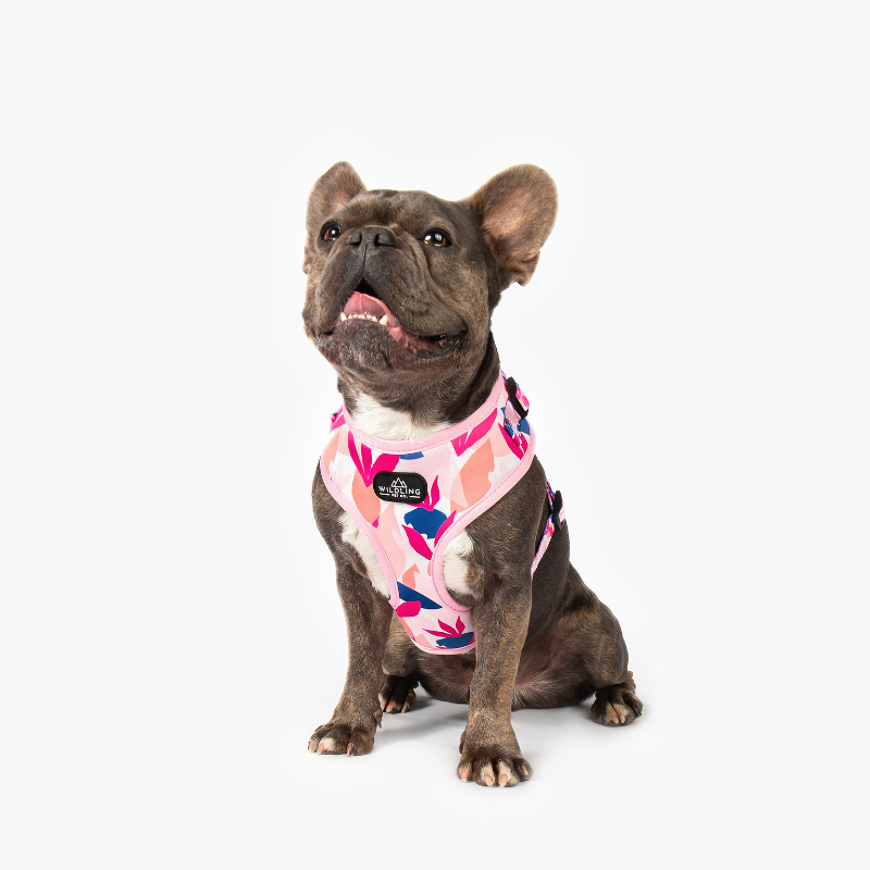 Tropico Dog Harness